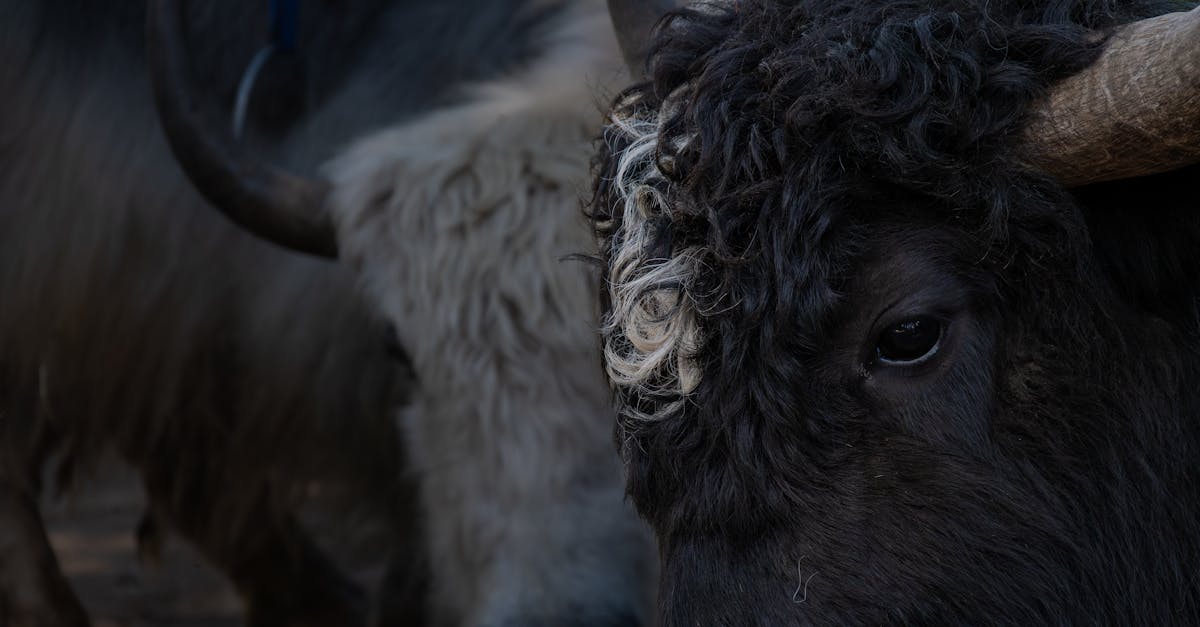 découvrez les fonctionnalités innovantes de meetic qui facilitent la rencontre et l'échange entre célibataires. explorez les profils détaillés, les outils de communication variés et les options de recherche affinées pour trouver l'amour qui vous correspond.