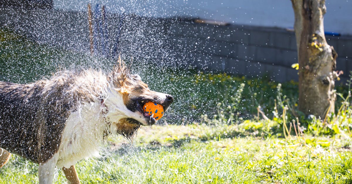participez au bal des pompiers, une soirée festive et conviviale pour célébrer le courage et la camaraderie des pompiers. musique, danse et bonne humeur au rendez-vous !
