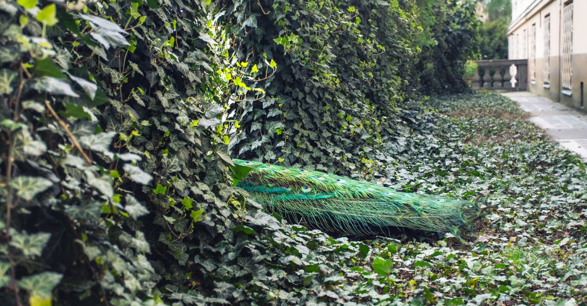 découvrez les jardins cachés : des oasis secrètes de sérénité et de beauté, parfaits pour échapper à l'agitation quotidienne.