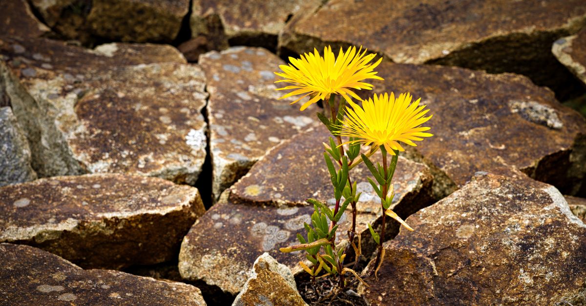 découvrez comment les traits de caractère positifs peuvent parfois se transformer en faiblesses et comment les gérer efficacement.